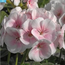 다년생꽃 유럽 제라늄 꽃이 예쁘고 제충력이 좋은 Pinto 다양한 씨앗, 1.핀토 로즈 화이트