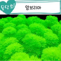 [미니물배추] [물멍초] 키우기 쉬워도 너무 쉬운 암브리아 15촉
