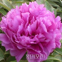 목단(모란) 묘목 층층소(3년생/금강원예), 1개