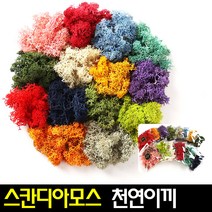 [아트랄라]스칸디아모스(택1)천연이끼식물공기정화탈취효과, 핑크(30g)
