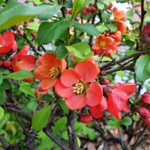 명자나무(산당화)수고60~80cm(10주묶음)묘목/F1315