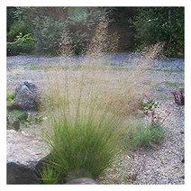 사초씨앗 분홍실새풀Sand Love Grass 30립, 덕용포장 600립