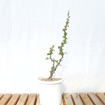 장수매 중형 매화 나무 미니 책상 분재