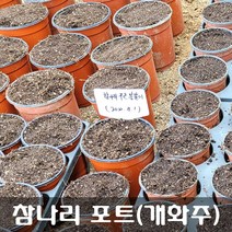 [해피플라워] 2022.11월 분갈이 참나리 포트(개화주) 1개