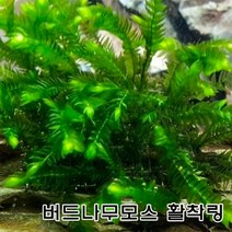 버드나무 모스 활착링 2개