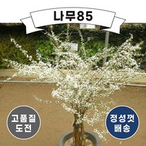 (나무85) 설류화 7치 화분