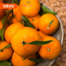 달콤싱싱 제주 감귤, 감귤 소과 10kg 2S
