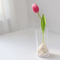 [천삼백케이] [72페이지] 튤립 올인원 수경재배 키트 저온처리 구근 DIY KIT, 분홍(반 에이크)