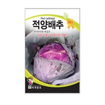 적양배추씨앗 300립 양배추 씨앗 종자 생식용 샐러드, 상세페이지 참조