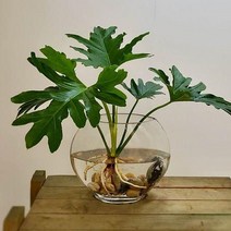 [DDA_ON]호프셀럼(중) 수경재배 인테리어식물, 본상품선택