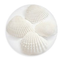 화석표본만들기(5인)MR11407