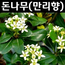 돈나무(만리향) 4치포트 5개/나무 묘목/남부수종/조경용