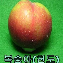 천도 복숭아 접1년특묘 1그루 과일나무 묘목 유실수 나무묘목