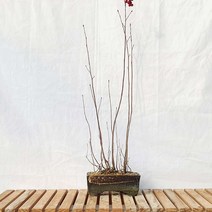 꼭지 윤노리 도자기 화분 나무 분재 겨울 빨간 열매 묘목