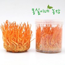 강원도 원주 재배 현미 동충하초간편용기 100gx4통, 없음