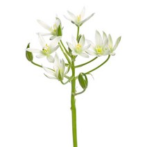 유홍아트 오니소갈룸 No1 플라워 인테리어 식물 액자 30호(91x65cm) (5661582), 캔버스액자(옆면연장)