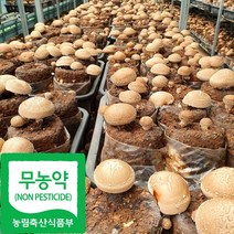국산 무농약 생 표고버섯, 500g(상품), 1개