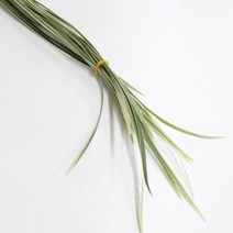 호엽란 줄무늬 (소재) / 고속터미널꽃시장 꽃도매 서리풀플라워