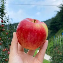 홍로 사과 GAP 햇사과 꿀사과 고랭지사과 4kg, 홍로 사과 4kg 소 20과 내외