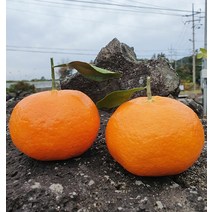 제주 레드향 3kg 5kg 가정용 선물용 명절선물 당일수확, 추가상품 선물용가방