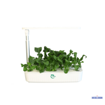 수경재배화분 친환경 가정용 베란다 상추 수경식물 세트 텃밭 키우기, pvc, G