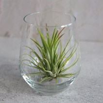 식물도매 대량구매 10개 이오난사 소 4cm 틸란드시아 수입식물 공기정화식물