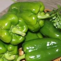 청피망10kg (상) 1박스 자연대로팜웨이, 청피망(상) 10kg