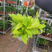 꽃백화점 형광스킨답서스중대품 공중식물 40~50cm 119