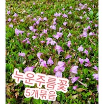 누운주름꽃-5개묶음/눈주름꽃은 쉼 없이 피고지는 장수꽃