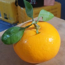 1세대 장인이 만든 귀한 불로초귤과 천혜향을 접목한 프리미엄 보석귤 성전귤, 5kg, 100