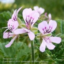 로즈 제라늄(Rose Geranium E.O)에센셜 오일, 100ml
