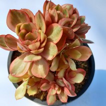 [나애다육] 수연(금 자연군생) (29-1007)