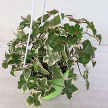 엘레칸테아이비 제라늄 걸이분