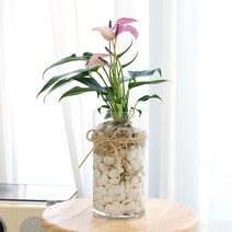 중품 수경재배식물 DIY세트 실내공기정화식물, 안스리움 릴리보라, 블랙스톤