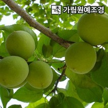 매실나무 슈퍼왕매실 홍매실 유실수 가림원예조경, 슈퍼왕매실 R5cm 결실주 분묘, 1개