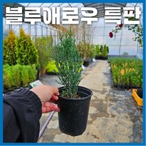 블루애로우 향나무 120L 포트묘 국내 판매 15~20cm, 120L포트묘(H15~20cm), 1개