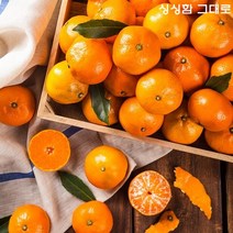 과즙풍부한 제주 노지감귤 10kg, 감귤 중과