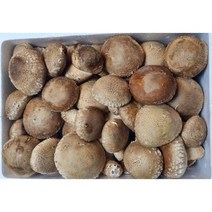 [국산] 국내산 송화버섯 1kg 무농약 송고버섯 고송버섯 산지직송 고급형(5.8~6.4cm) 송화, 고급형 1kg, 1개