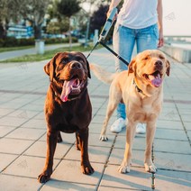 다견 산책줄 더블 리드끈 리드줄 트윈 100cm 블랙, 단품