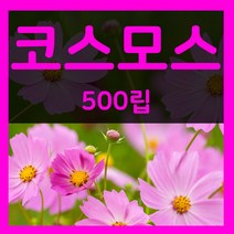 코스모스씨 500립 코스모스 씨앗 야생화 꽃 종자 파종, 1개
