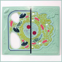 세포 모형 식물동물 비교 생물 학습 관찰 방과후 교재 병원 실습 교구 실험 의학 창의 돌봄 수업