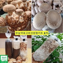 집에서 표고버섯 키우기 배지 재배 종균 키트 과학 실험 체험 방학 학습, 표고버섯키우기 2개