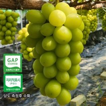 프리미엄 고당도 샤인머스켓 김천 [산지직송], 4kg(5-6수), 1개