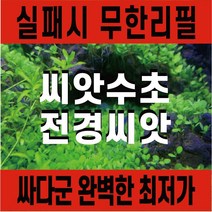 싸다군 씨앗수초 (성공보장)