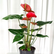 [오르비폴리아] 플라워석 안스리움 50cm 레드 안스리움 공기정화식물 키우기쉬운 반려식물