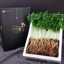 윤플러스 장성 약용 새싹삼 선물세트 ( 특허재배 당일수확발송 ), 1박스, 2년근 50뿌리