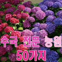 목수국나무 묘목 (개화주) 43종모음 마크로필라 엔들레스썸머 아나벨 수국나무 차수국 산수국 LA드림 수국 묘목 네덜란드 수입 수국꽃 모종, 리메타-왜성