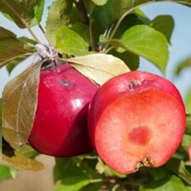 묘목/속 빨간 미니사과 파이어크래커(M26 왜성대목 자근묘)/접목 1년 KJ105