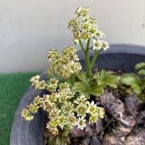[다온야생화] C2938 짜보돌단풍 (16cm) [동일품], 1개