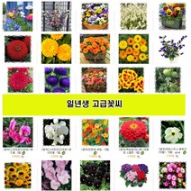 일년생고급 꽃씨앗 코스모스 미모사 마가렛 루드베키아 꽃양귀비 나팔꽃 한련화 메리골드 금어초 러시안서스 백일홍 다알리아 천일홍, 4.메리골드